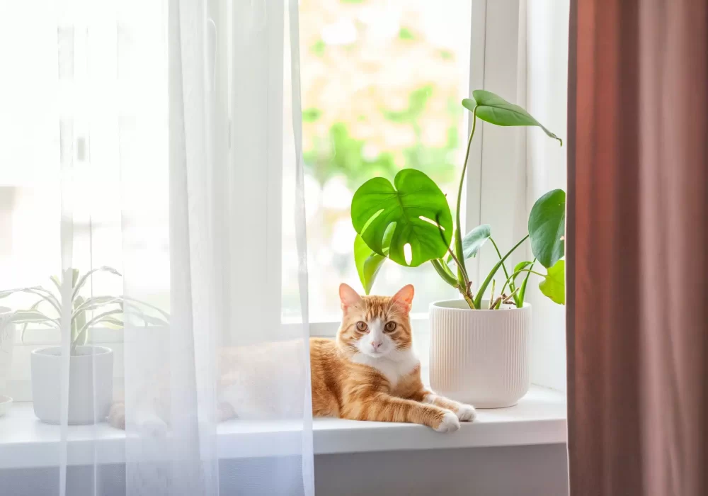 red-cat-sits-on-the-window-and-house-plants-on-the-2023-05-30-21-27-57-utc